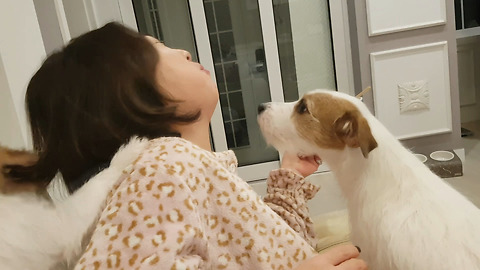 Jack Russell “Beats Up" Owner For Potential Snack