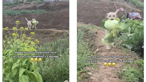 Lovely dog ​​helping out in the garden