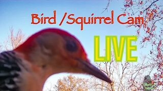Useless LIVE - Squirrel /Bird Watch- Stream 7