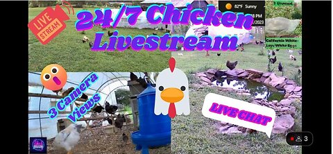 24/7 Baby Chicks & Chicken Live Stream & Chat |Koi Pond| Dog & Cat TV|MAY 18