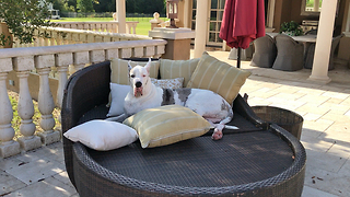 Happy Great Dane Lounges with Pillows