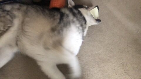 Alaskan Malamute doesn’t seem that excited about cheese attack challenge