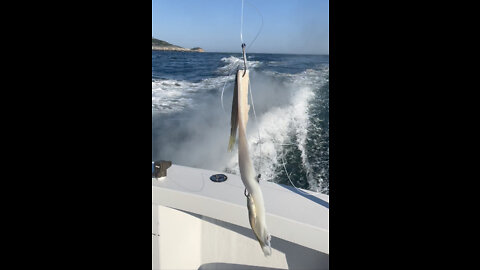 8/24/2022 Montauk Fluke Fishing aboard “Naida”