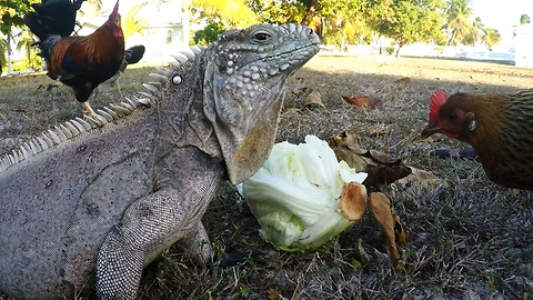 Iguana and chicken showdown over head of lettuce