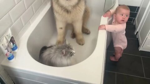 Giant Sulking Dog Hates Bath Time But Baby Helps Him (Cutest Duo EVER!!)-9