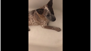Puppy Asked To Leave Bathtub Throws Temper Tantrum