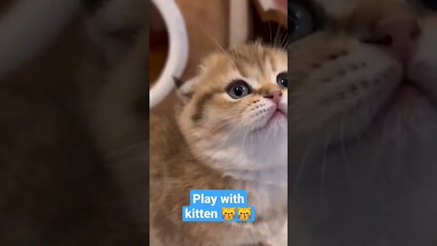 play with kitten #short #catcutevideo #kucinglucu