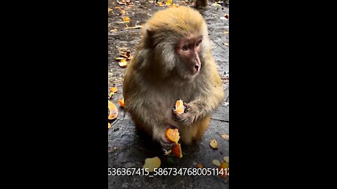 Monkey and oranges