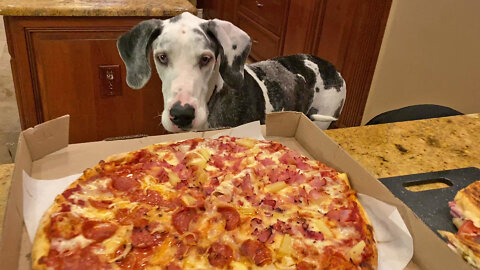 Fast Foodie Great Dane Wants to Get Personal With Pizza & Cubanos