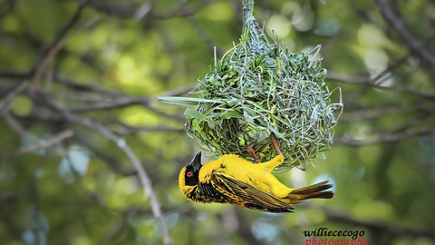 Nesting Masked Weaver- 1