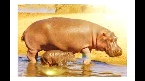Cutest baby hippos swimming