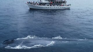 Drone Footage Shows Massive Whale Larger Than This 90 Foot Boat