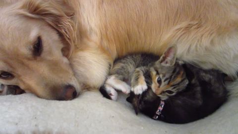Golden Retriever watches over foster kittens playing on his bed
