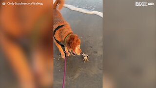 Une chienne s'amuse avec un crabe joueur