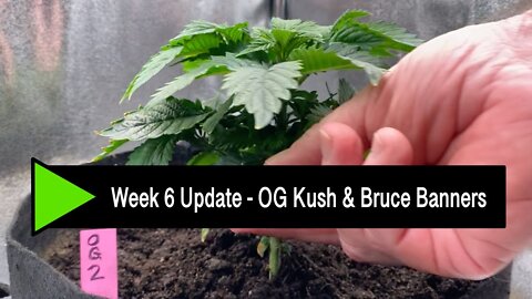 Week 6 Update - OG Kush & Bruce Banner #3s - found the SP-3000 Sweet Spot