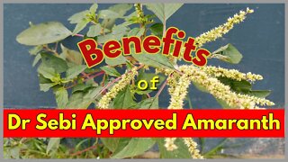 DR SEBI APPROVED AMARANTH GREENS - MEDICINE & GOOD #drsebi #drsebiapproved #amaranth #alkalinefood