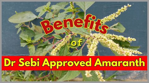 DR SEBI APPROVED AMARANTH GREENS - MEDICINE & GOOD #drsebi #drsebiapproved #amaranth #alkalinefood