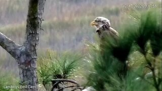 Immature Bald Eagle Hunts by Marsh 🦅 12/17/22 09:12