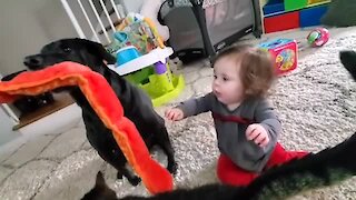 Selfish doggy refuses to share toy with baby best friend