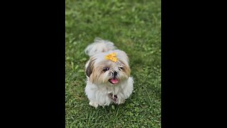 Rosie And The Wind (Featuring Rosie The Shihtzu)