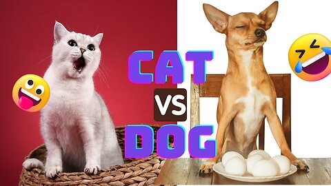 Funniest Cats And Dogs Videos 2023