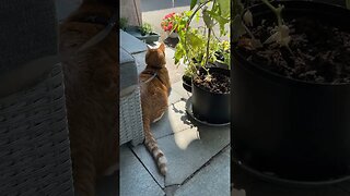 Fox the cat chillin’ in the sun while town bells chime