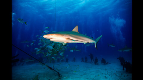 Bahamas shark feed dive