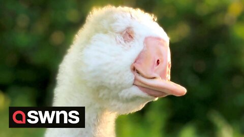 Goose born with no eyes and half a beak rescued and lives happily with retired chickens
