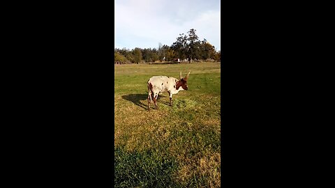 watusi heifer