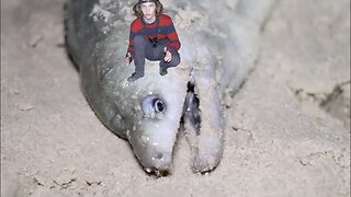 MONSTER MORAY EEL and Cliff Jumping! HD