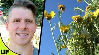 Chinese Greens + Tea all in One Plant! | Tong Ho | Unusual Foods