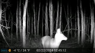 Deer After Dark