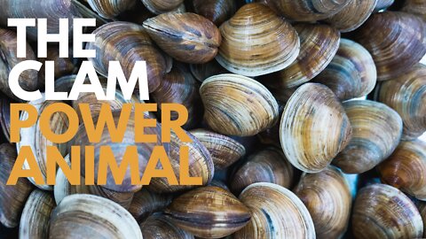 The Clam Power Animal