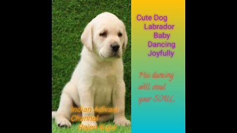 Cute Dog Labrador Baby