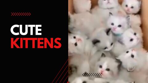 Cute Kittens in a box - Adorable funny cats #Shorts
