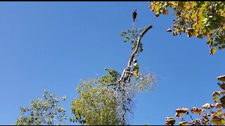 Tree cutter riding in the sky (Arborist)