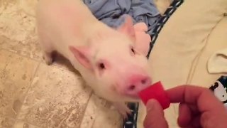 Pickle the Mini Pig loves watermelon!