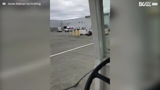 Orso invade pista di atterraggio di un aeroporto