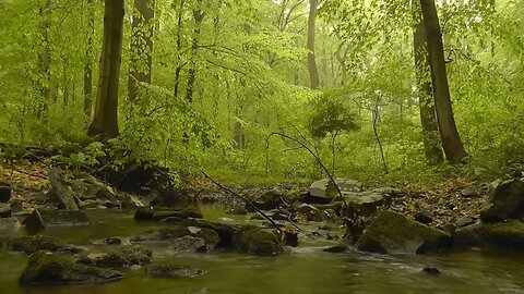 Peaceful Forest Sounds With A Babbling Stream #nature #naturesounds #ambient