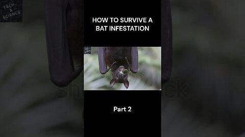 HOW TO SURVIVE A BAT INFESTATION Part 2 #ytshorts #shortvideo #techandscience #shorts