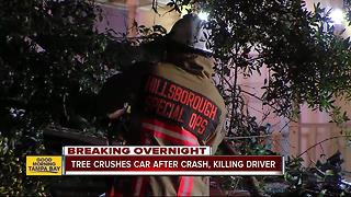Driver dead after crashing into tree overnight in Tampa