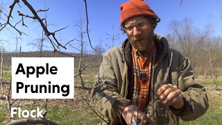APPLE PRUNING for High-density Growing — Ep. 043
