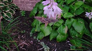 Hummingbird Moth