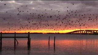 Pássaros preenchem o cenário de um pôr do sol impressionante