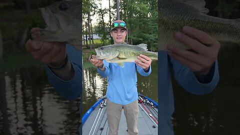 Lake Murray Largemouth Bass!