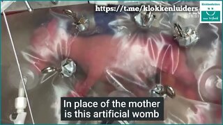 Sci-Fi Shit: Lamb Fetus In An Artificial Womb.