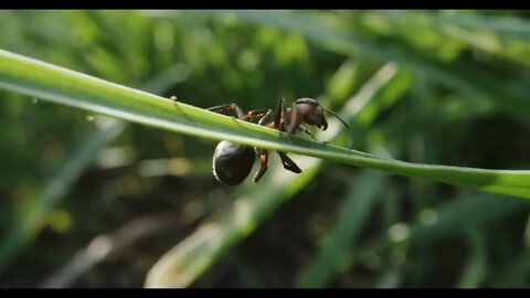Close up shot of ants crawling on a grass blade with colony in the background
