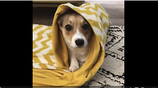 Dog learns to roll itself into a blanket