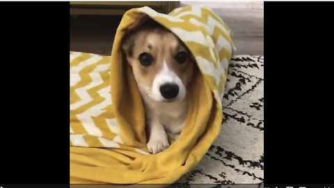 Dog learns to roll itself into a blanket