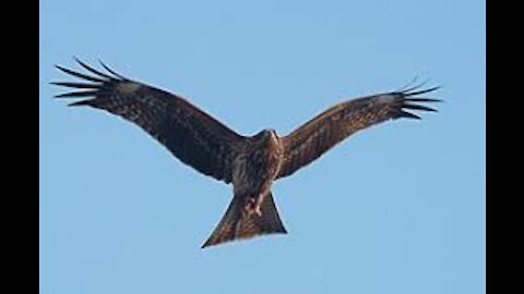 Black Kite(Cheel)